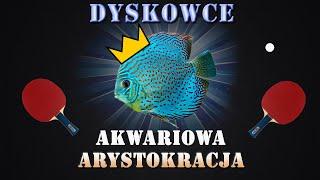 DYSKOWCE / paletki - akwariowa arystokracja // Czy są trudne? Dlaczego są drogie?