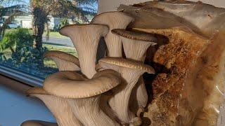 Mushroom Farming Explained | How To Make GHS 5000/month Investing In Mushrooms #shrooms #mushrooms