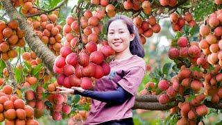 Harvesting Lanzones Fruit Goes to Market Sell- Gardening- Cooking| Harvesting Fruits And Vegetables