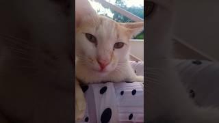 Pretty pretty cat ||#anikaudaya # funny moment