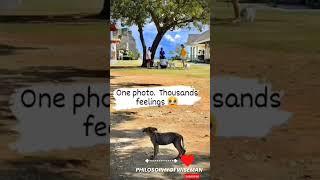 sad animal whatsapp  status 2023 || heart touching and emotional animals status 