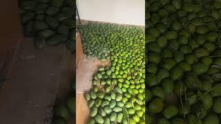 mango mango mango...@Sapnavlogs99 #fruit #mango #mangorecipe #mangoes #mangonews