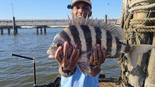 How to CONSISTENTLY Catch HUGE SHEEPSHEAD Fishing in the Fall with OYSTERS - Non-Stop Action