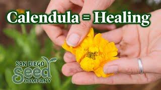 Growing & Harvesting CALENDULA  for pollinators and YOU - DIY Oils, Lotions, Salves