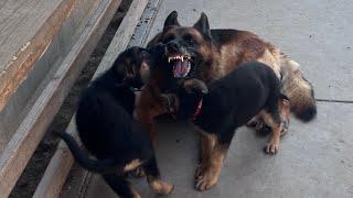 Three beautiful German Shepherd puppies being playful.