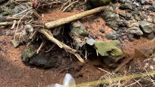 富士山南南西12.7k村山口登山道(村山古道)の起点(村山浅間神社)〜南6.6k富士山スカイライン(県道180号線)までの登山道の様子　in 富士宮市 '21年3月