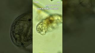 Creek Water Tardigrades Under Microscope (Baby Water Bear)