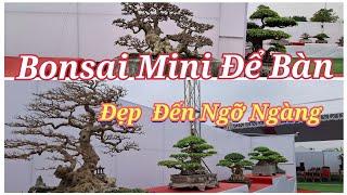 ZBV-HL2:Bàn Bonsai Mini để bàn với nhiều tác phẩm chân quý tại Triển lãm Hoàng Long Thanh Hóa!