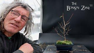 Pruning My Trident Maple and Other Small Trees, The Bonsai Zone, Dec 2024