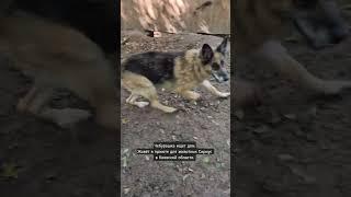 Самый большой любитель прогулок ищет дом. Чебурашка ждёт в приюте Сириус в Киевской области.