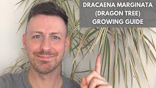 Dracaena Marginata (Madagascar Dragon Tree) Care Guide and Growing Tips