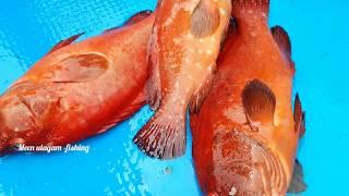 Red grouper fish catching in sea