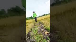 RICE FIELDS HARVEST TIME/BUHAY PROBENSYA/DG05 CHANNEL