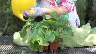 How to Save a Wilting Cucumber Plant : Garden Space