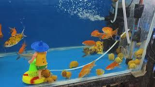 aquarium fish shop AL NOOR PETS offer fishes all accessories falaknuma hyd 8919447418