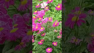 КРАСИВОЕ ВИДЕО.ЦВЕТЫ.#цветы #@recepty-travel #природа