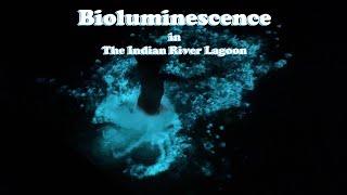 Bioluminescence in Florida | The Indian River Lagoon