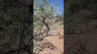 Wyatt Earp's Mescal Spring - Location of the 1882 Shootout with Bill Brocius and the Cowboy Gang