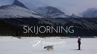 Skijoring, Wolf Dogs and Snowshoeing - Explore Alberta's winter with ThePlanetD