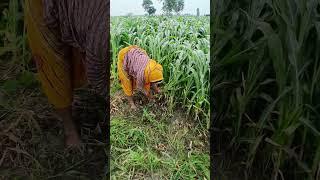Today Journey | Migratory Aman #villagerlifestyle #Vlog #vlogger #vlogging #farming #farmer #farm