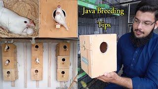 Java Sparrow Breeding Tips | Java Sparrow Colony | KK Birds