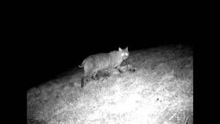 Bobcat Trail Camera Video