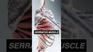 This is what your SERRATUS looks like moving the scapula! #3d  #anatomy #muscle #medical