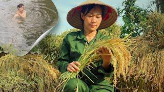 How to HARVESTING RICE On The Hill, Cooking and Bathes In The Stream. A New Life.