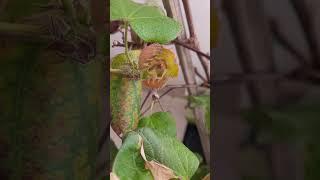 Cotton from bud to bloom to cotton balls #cotton #flowers #plants #cottonball