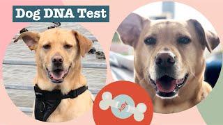 Jackson The Supermutt is Full of DNA Surprises | Ancestry.dog | Daily Paws