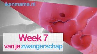 7 weken zwanger | ikenmama.nl