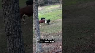 Rufus and the family playing this evening. #rufusthebull #cow #cowfarm