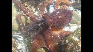 Octopus BITE - Tide Pooling California