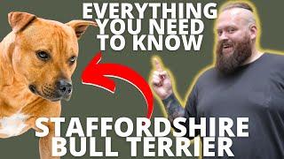 3 FASCINATING FACTS ABOUT THE STAFFORDSHIRE BULL TERRIER