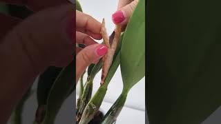 Surprise Buds on my Cattleya from a Dried Sheath 