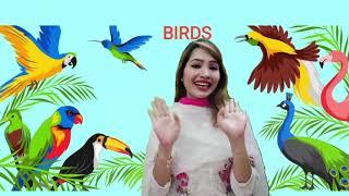 Birds basic facts