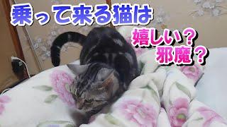 ４歳８ヶ月の日常！乗って来る猫は嬉しい？（アメリカンショートヘア）