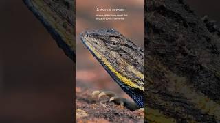 Nature's Wonders: Artist reflection in Lizard's eye #wildlifephotoghraphy  #shorts #nature