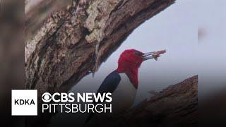 Rare red-headed woodpecker spotted in Pittsburgh area