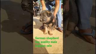 German shepherd top quality puppies sale #trendingshorts #trending #doglover #shortvideo #youtube