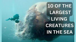 10 Of The Largest Living Creatures In The Sea | Largest Sea Animal | Largest Sea Creature | Wildlife