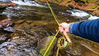 Fly Fishing Paradise In the Appalachian Mountains