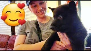 Lycan Shepherd Puppy Update - Finding a New Home