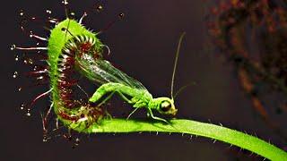 Top 20 Carnivorous Plants That Eat Animals