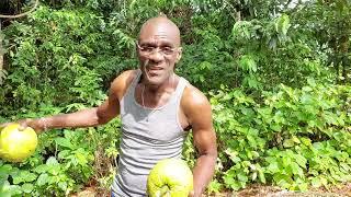 MG in Jamaica / Breadfruit From Our Tree and More