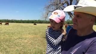 Katel and the cows II : Little Alsace of Texas