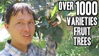 Rare Fruit Tree Nursery in California sells over 1000 Varieties