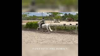  ARMAS  SCHOOLMASTER PURA RAZA ESPAÑOL horse PSG level piaffe + passage | PIROFREE & Clean xrays