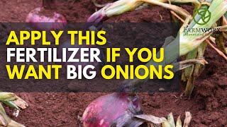 The best fertilizer for bulb onion crops | Onion Nutrition