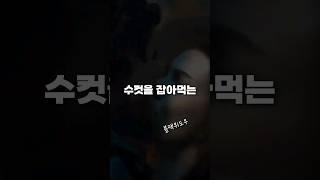 검은과부거미의 번식 전략 #블랙위도우 #동족포식 #짝짓기